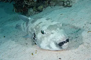 Patterned: A star puffer (Arothron stellatus) resting in the