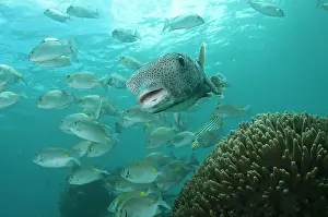 Dampier: Star Puffer - around coral and school of Rabbitfish