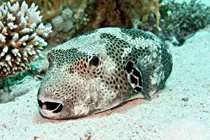 Arothron: Star Puffer Fish