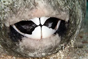 Arothron: Star Puffer Fish - teeth