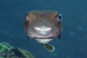 Arothron: Star Puffer - Gili Tepekong dive site, Candidasa
