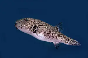 Arothron: Star Puffer - with hook in mouth - Batu Ringgit