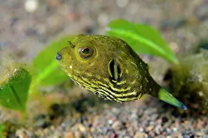 Arothron: Star Puffer juvenile - Bulakan Dive Site, Tulamben