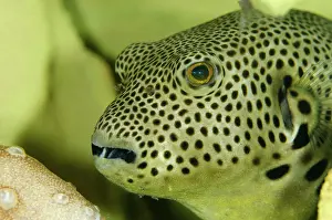Arothron: Star Puffer - Sub-adult inside yellow Elephant Ear