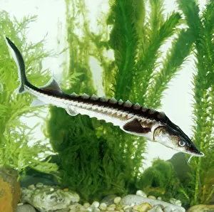 Stellatus: STAR STURGEON