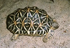 Patterned: Star Tortoise