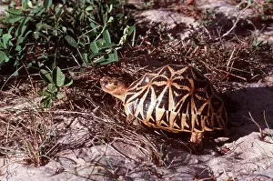 Tortoise: Star Tortoise