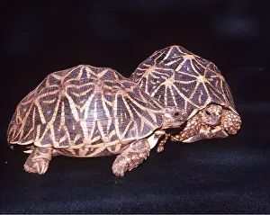 Tortoise: STAR TORTOISE - PAIR