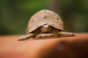 Keren: Star tortoise, Perinet Reserve, Toamasina