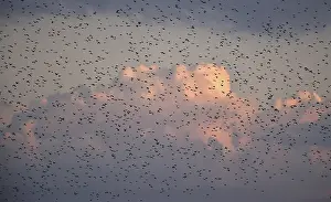Starling: Stare, (Sturnus vulgaris), fliegen bei Sonnenaufgang auf dem DarB