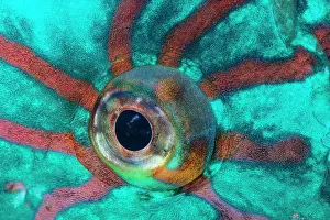 Albimarginatus: Stareyed Parrotfish (Calotomus carolinus) eye, Tahiti