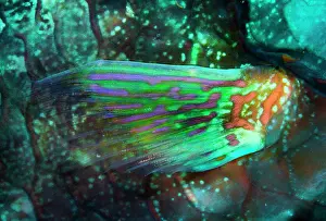 Albimarginatus: Stareyed Parrotfish (Calotomus carolinus) fin, Tahiti