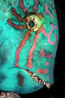 Albimarginatus: Stareyed Parrotfish (Calotomus carolinus) portrait