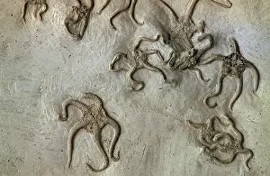 Brittlestar: Starfish