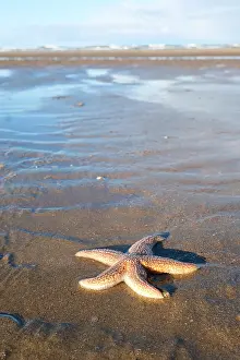 Resort: Starfish (Asteroidea) on the beach, blurred background