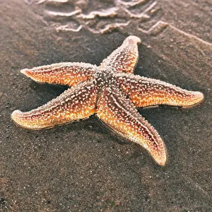 Resort: Starfish (Asteroidea) on the beach, North Sea, Zandvoort