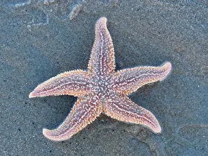 Resort: Starfish (Asteroidea) on the beach, North Sea, Zandvoort