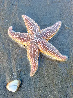 Resort: Starfish (Asteroidea) on the beach, North Sea, Zandvoort