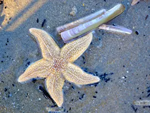 Resort: Starfish (Asteroidea) on the beach, North Sea, Zandvoort
