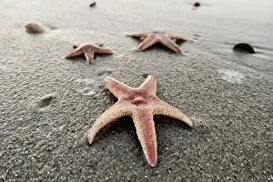 Asteroidea: Starfish (Asteroidea) in the sand on the beach