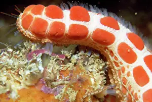 Seastars: Starfish - close-up of arm with papulae