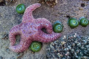 Olympic: Starfish (Echinodermata spec.) in a tidal pool at