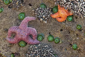 Olympic: Starfish (Echinodermata spec.) in a tidal pool at