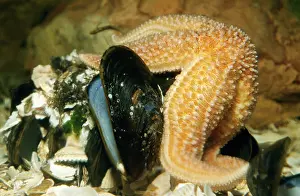Mussel: STARFISH - feeding on mussels (Mytilus)