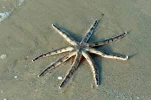 Echinoderms: Starfish at low tide