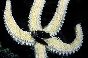 Mussels: Starfish - with mussel as prey