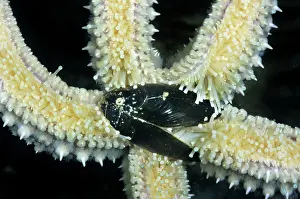 Mussels: Starfish - with mussel as prey