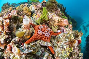 Ascomycota: Starfish (Nectria pedicelligera), Kangaroo island