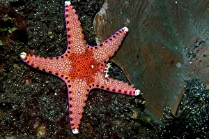 Chromodorididae: Starfish with Nudibranch (Chromodorididae-reliable