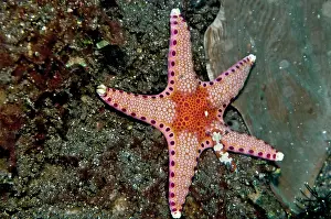 Seastars: Starfish and Nudibranch (Chromodoris fidelis)