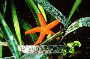 Algae: STARFISH - AND POSEDONIA