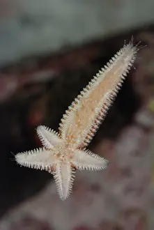Disc: Starfish regenerating whole body and four arms