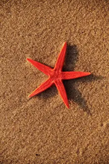 Shell: Starfish shell on sunrise sunset beach