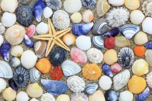 Sutherland: Starfish and shells in sand, arranged, Scotland