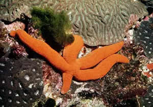 Regeneration: Starfish - showing leg regeneration