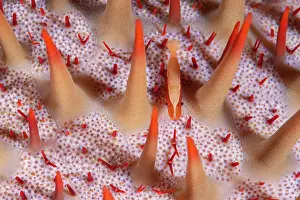 Thorns: Starfish shrimp (Periclimenes soror) on Crown-of-thorns