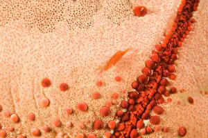 Similan: Starfish Shrimp (Periclimenes soror) & Macro