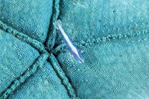 Molucca: Starfish shrimp (Zenopontonia soror) on Blue linckia