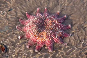 Stranded: Starfish - Stranded individual on a beach