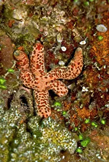 Seastars: Starfish (Unidentified) - eating algae
