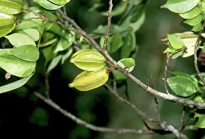 Carambola: Starfruit