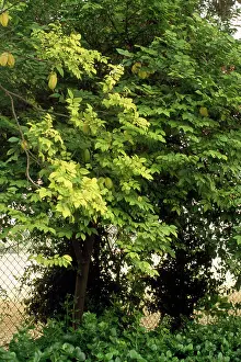 Carambola: Starfruit Tree