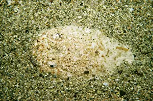 Sulphureus: Stargazer