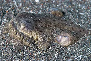 Buried: Stargazer Snake Eel buried in sand