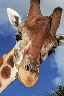 Size: Staring giraffe