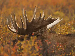 Olympus: starker Elchbulle in herbstlicher Tundra OLYMPUS
